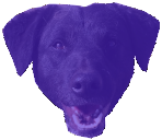 Adopter chien de Bella
